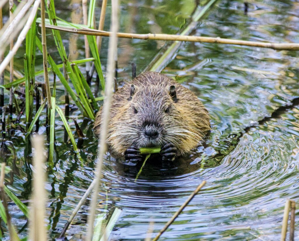 A eurasian beaver swims toward the camera in a river. The sun reflects off the surface of the water, which ripples around the beaver.